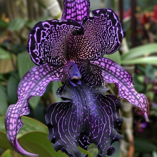 bulbi iris germanica 