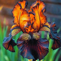 bulbi iris germanica 
