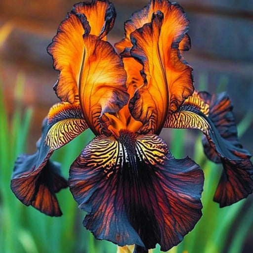 bulbi iris germanica 