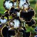 bulbi iris germanica