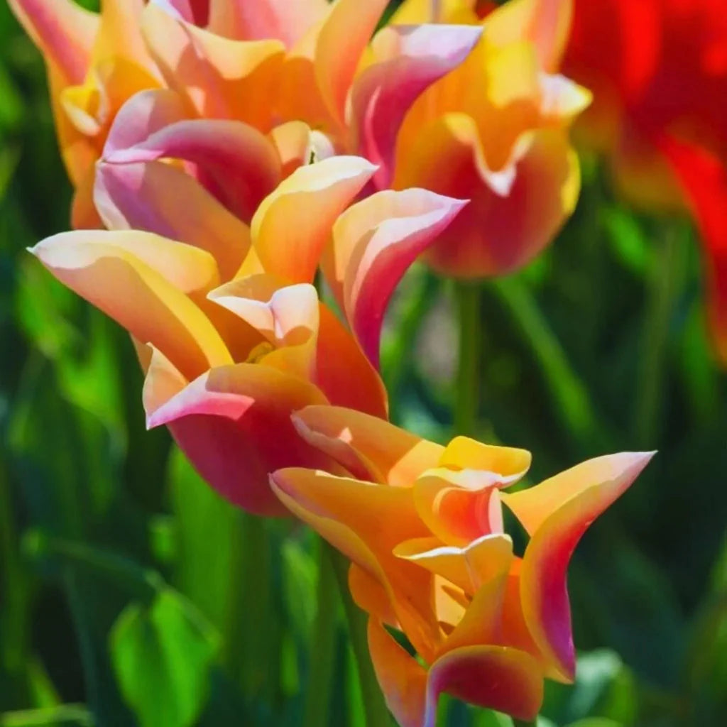 floare de lalea mysteria primavara