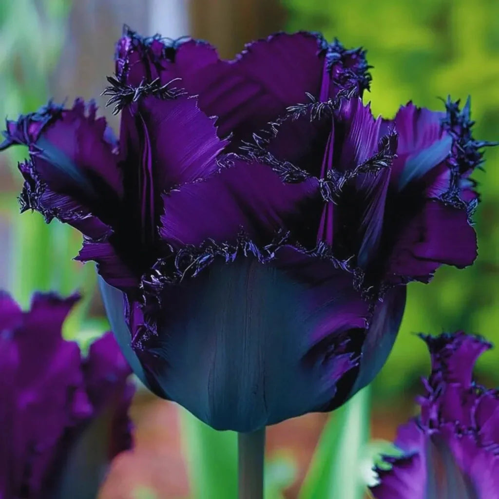 Bulbi Lalele - Vivalia - 5 Bucăți - Regatul Plantelor