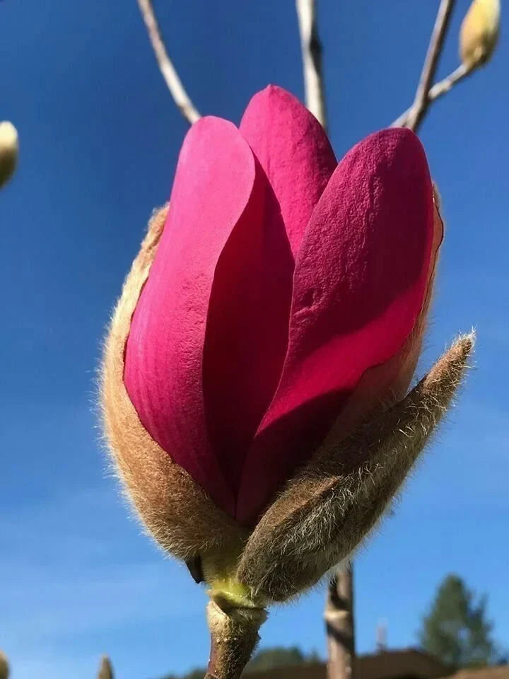 Magnolia "Burgundy Star" la ghiveci