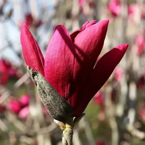Magnolia "Burgundy Star" la ghiveci