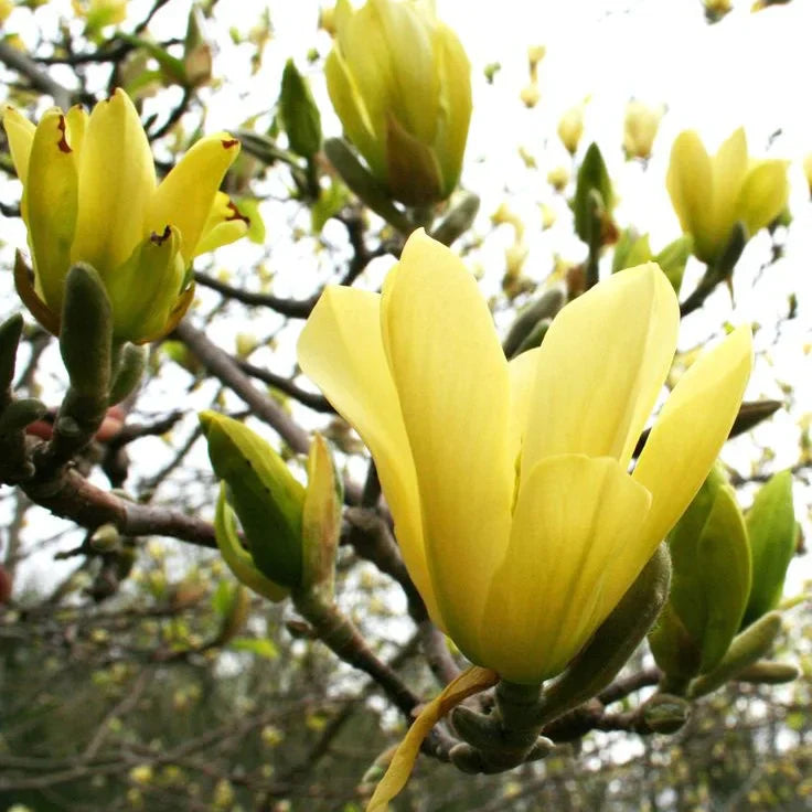 Magnolia "Butterflies" la ghiveci