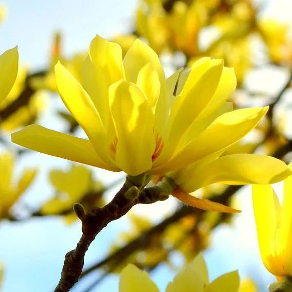 Magnolia "Butterflies" la ghiveci