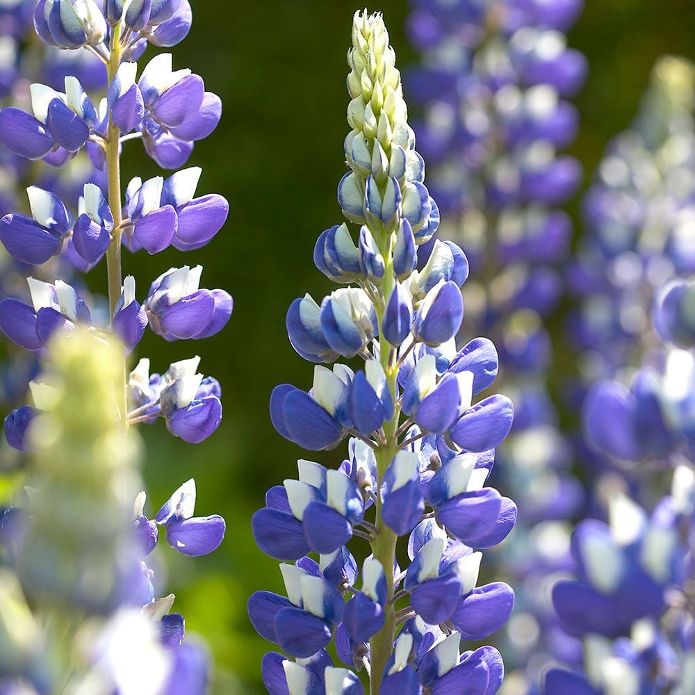 Cafeluta "Lupinus The Governor", 2 Bucati