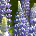Cafeluta "Lupinus The Governor", 2 Bucati