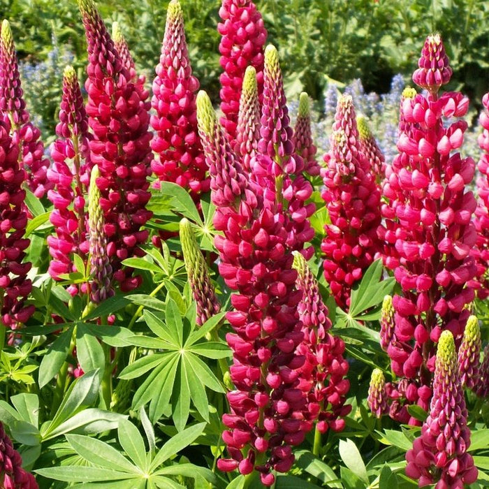 Cafeluta "Lupinus The Pages"