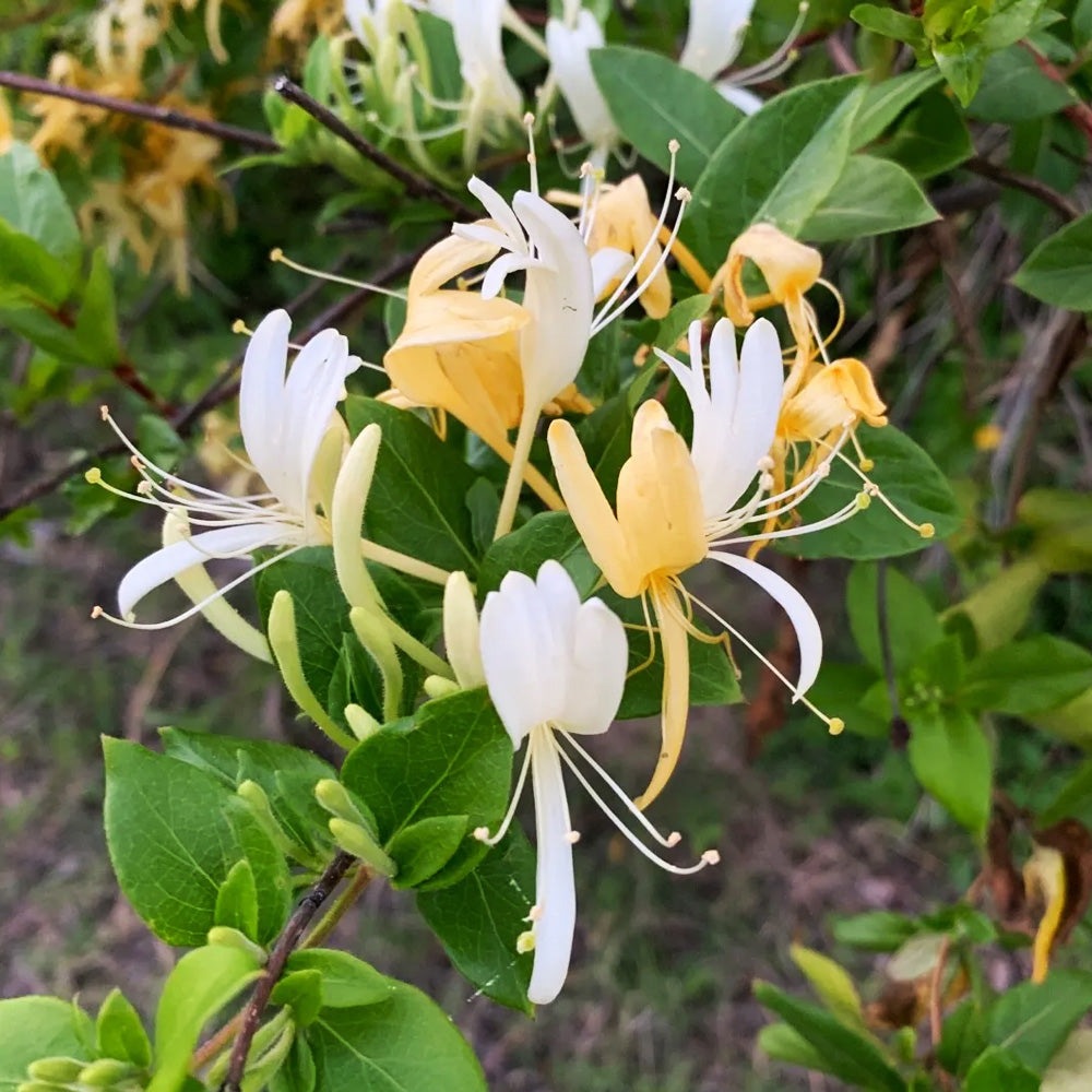 Mana Maicii Domnului " Lonicera Japonica. Halliana"