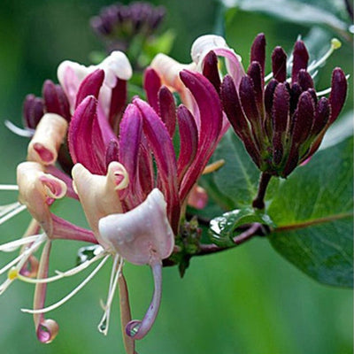 Mâna Maicii Domnului „Serotina” – plantă ornamentală | Regatul Plantelor