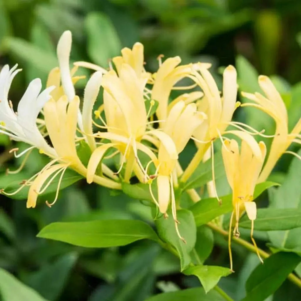 Mana Maicii Domnului " Lonicera Japonica. Halliana"