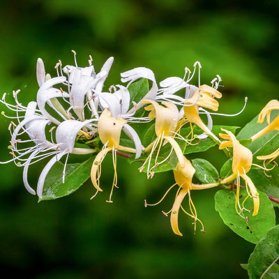 Mâna Maicii Domnului „Lonicera Japonica. Halliana” – plantă ornamentală | Regatul Plantelor