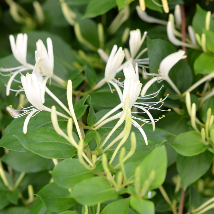 Mana Maicii Domnului " Lonicera Caprifolium", la ghiveci P9