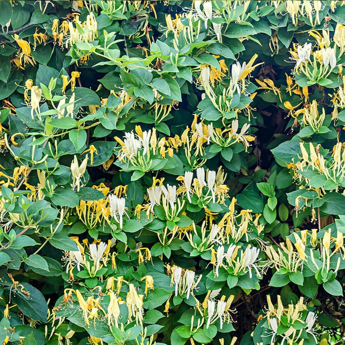 Mana Maicii Domnului " Lonicera Caprifolium", la ghiveci P9
