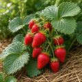 Căpșun Clery – fructe coapte pe plantă