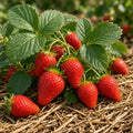 Căpșun Honeoye – fructe coapte pe plantă