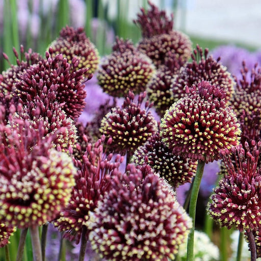 Bulbi de Allium "Red Mohican", 2 Bucati