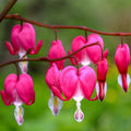 Bulbi de Dicentra "Cerceii Doamnei", Roz, 1 Bucata