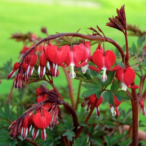 Bulbi de Dicentra "Cerceii Doamnei", Valentine, 1 Bucata