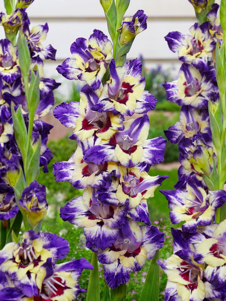 Bulbi de Gladiole "Circus Club", 5 bucati