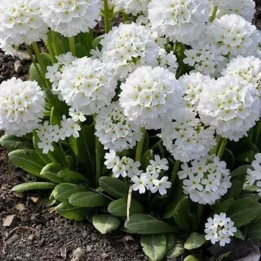 Primula '' Wit''