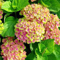 Hortensia "Pastel"