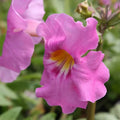 Gloxinia de Grădină "Incarvillea Delavayi 2 jarig"
