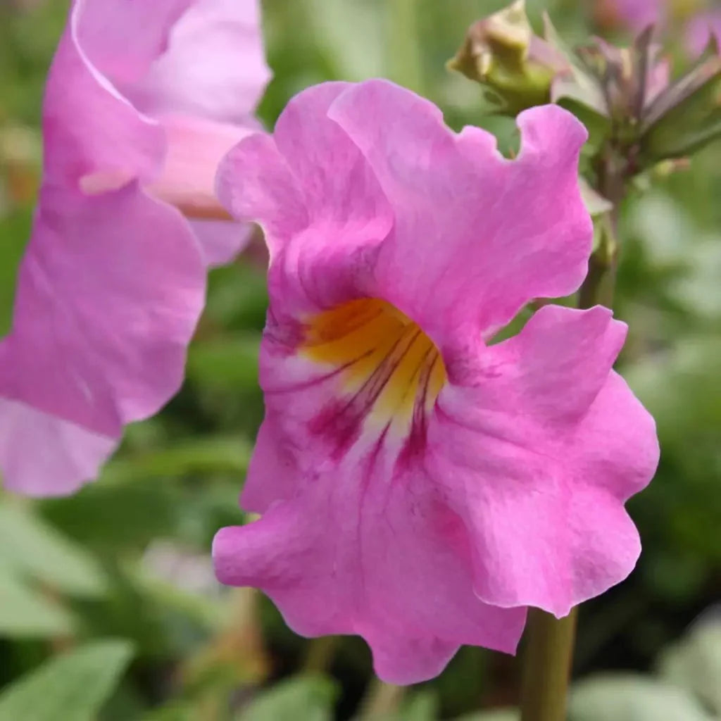 Gloxinia de Grădină "Incarvillea Delavayi 2 jarig"