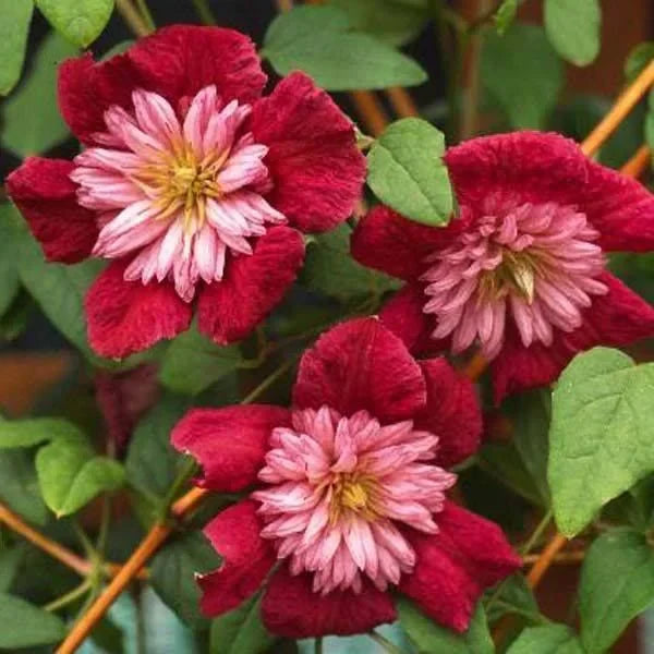 Clematis "Delicate Embroider"