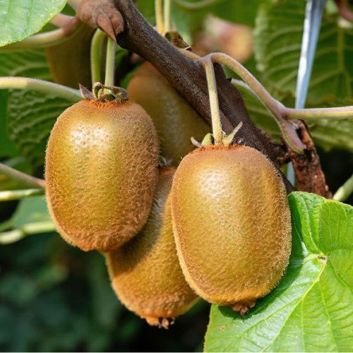 Kiwi ”Actinidia Deliciosa Solissimo” la ghiveci