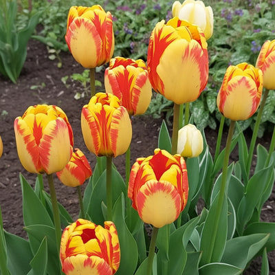 Bulbi de Lalele Banja Luka 5 buc – bulbi de flori | Regatul Plantelor