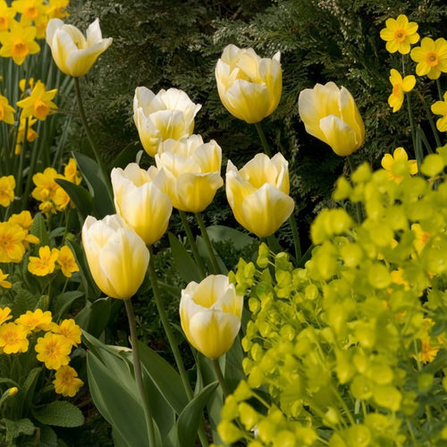 Bulbi de Lalele Calgary Flame 5 buc