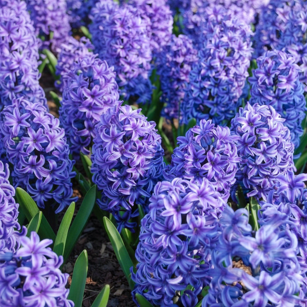 Bulbi de Zambile „Double Blue” 2 buc – bulbi de flori, fotografia 4 | Regatul Plantelor