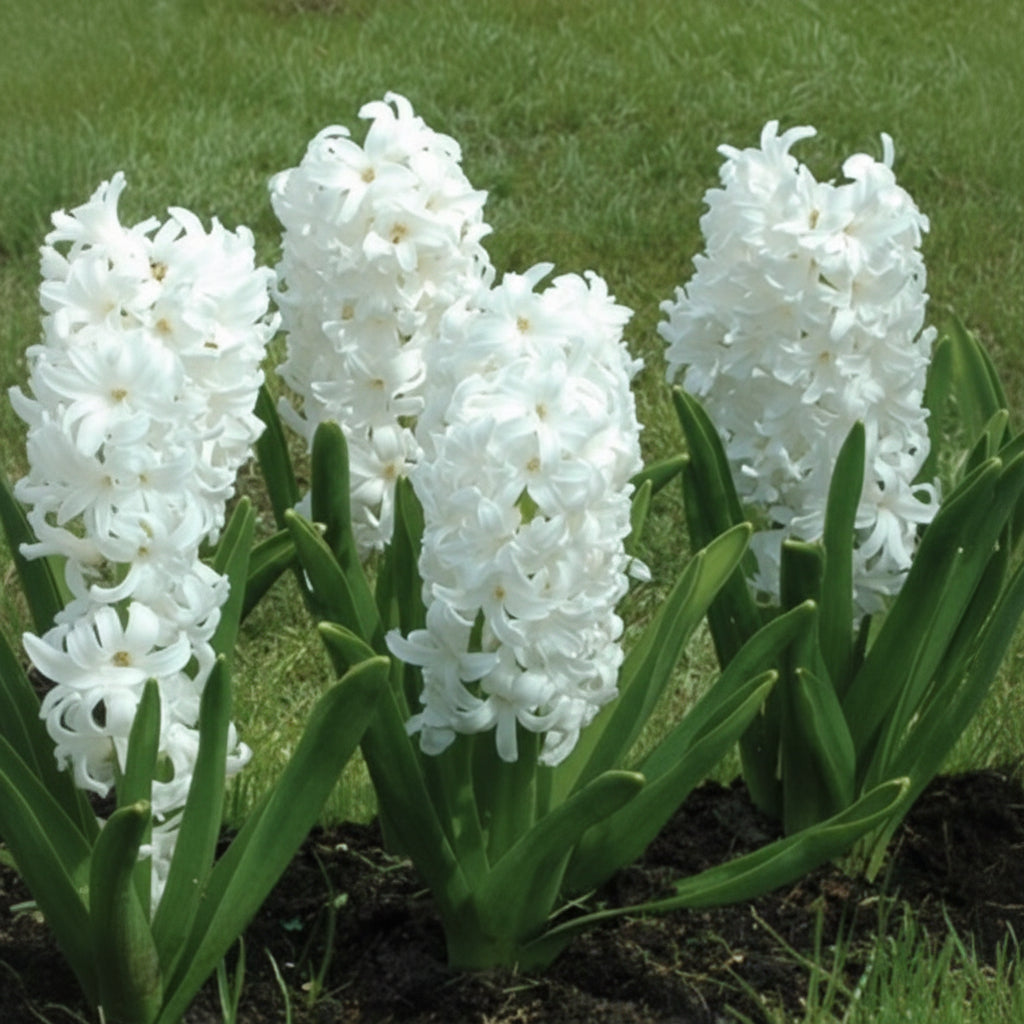 Bulbi de Zambile „Double White” 2 buc – bulbi de flori | Regatul Plantelor