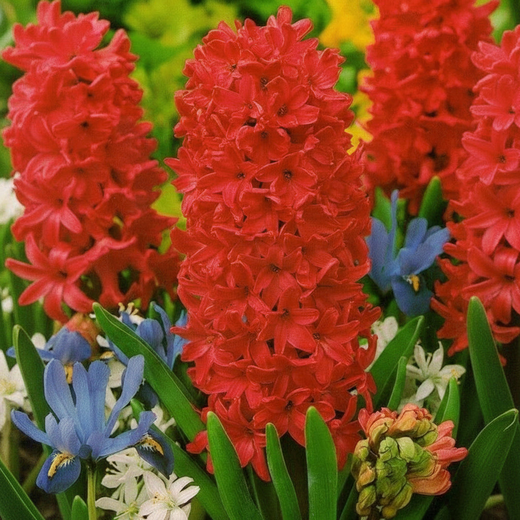 Bulbi de Zambile „Red” 2 buc – bulbi de flori | Regatul Plantelor