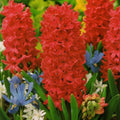 Bulbi de Zambile „Red” 2 buc – bulbi de flori | Regatul Plantelor