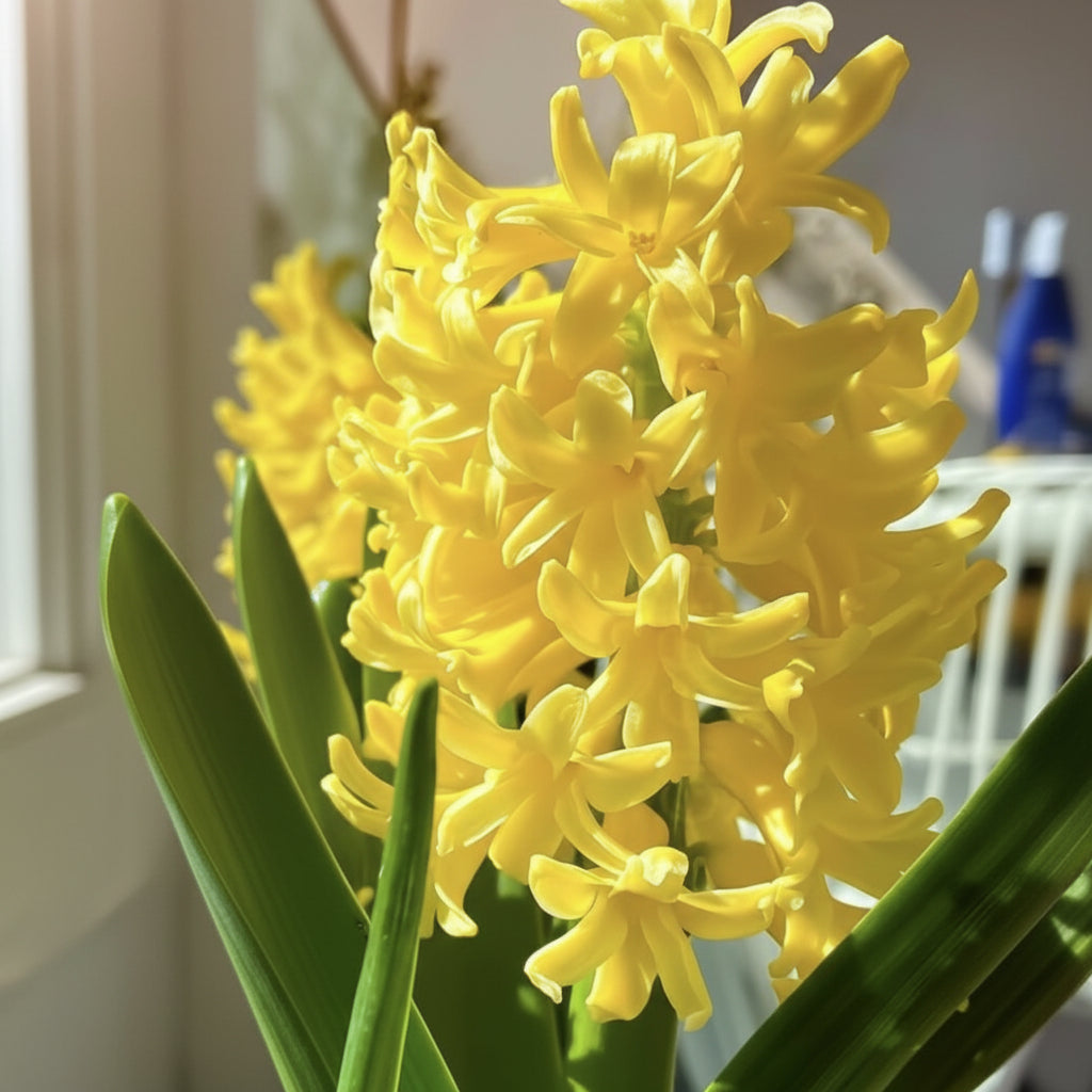 Bulbi de Zambile "Yellow Aurora" 2 Buc