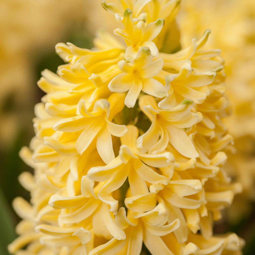 Bulbi de Zambile "Yellow Aurora" 2 Buc