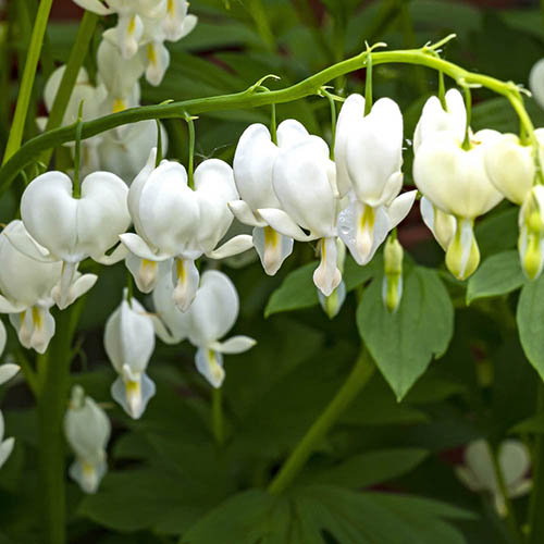 Bulbi de Dicentra "Cerceii Doamnei", Alb, 1 Bucata