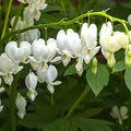 Bulbi de Dicentra "Cerceii Doamnei", Alb, 1 Bucata
