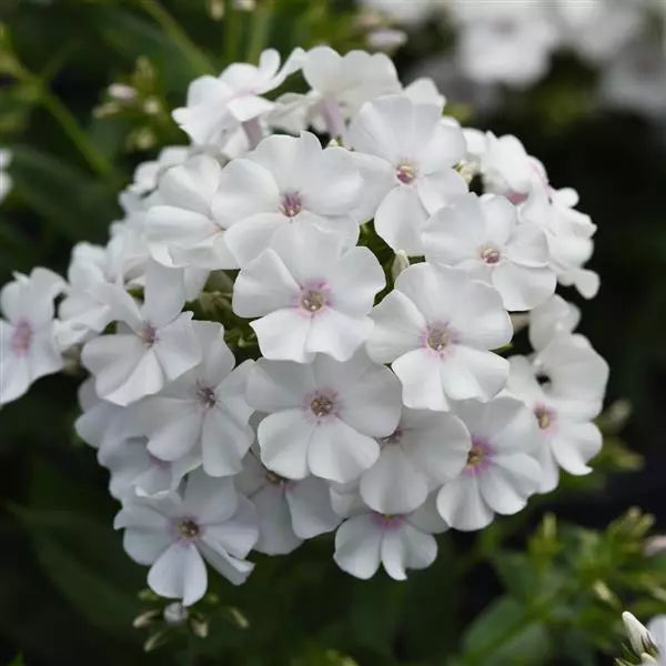 Bulbi de Phlox "Paniculata", Alb, 2 Bucăți
