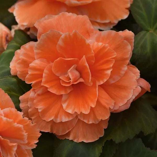 Bulbi de Begonia "Picotee Lace", Orange, 2 Bucăți