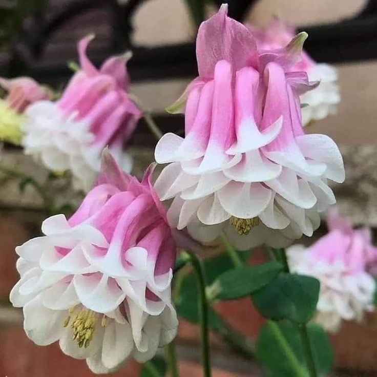 Bulbi de Caldaruse Aquilegia Double Pink , 1 bucata