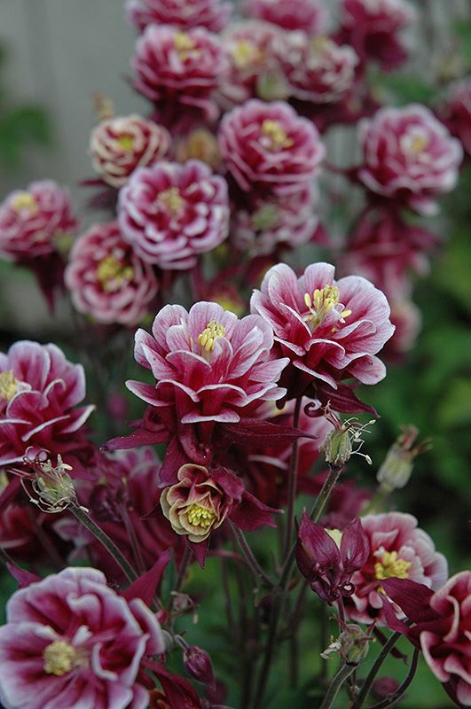 Bulbi de Caldaruse Aquilegia Red and White , 1 bucata
