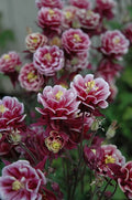 Bulb de Căldărușe "Aquilegia Red and White", 2 bucati