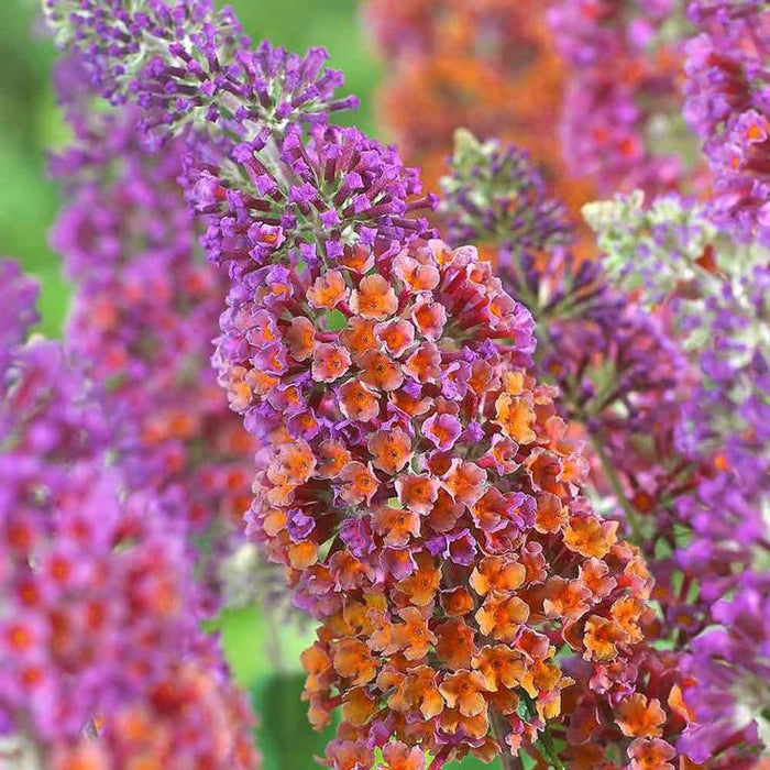Buddleja Liliac de Vara "Sunset", la ghiveci P9