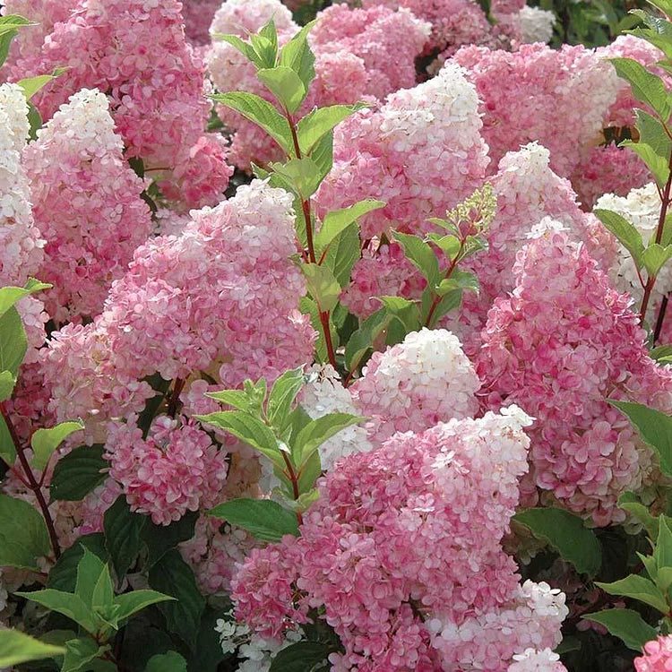 Hortensia Arbustiva Paniculata "Pink Lady"