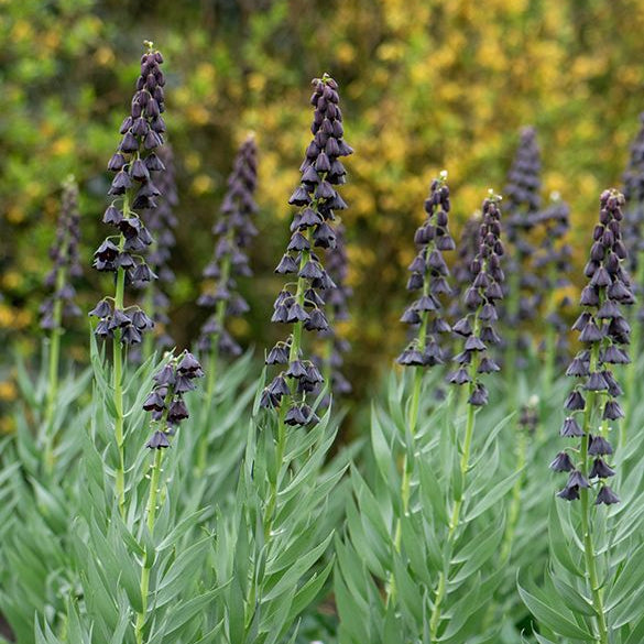 Bulbi de Fritillaria "Persica Adiyaman", 1 Bucata