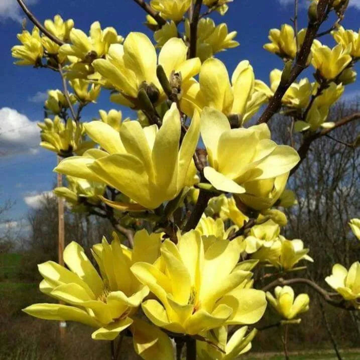 Magnolia "Yellow Bird" la ghiveci